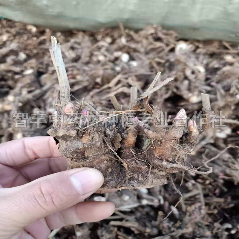 運城芍藥苗每畝種植多少棵、芍藥的收入情況【智豐中藥材種植專業(yè)合作社】