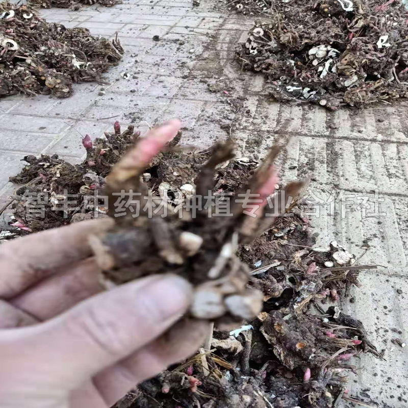 朝陽芍藥兩年苗多少錢棵、芍藥芽的畝用量【智豐中藥材種植專業(yè)合作社】
