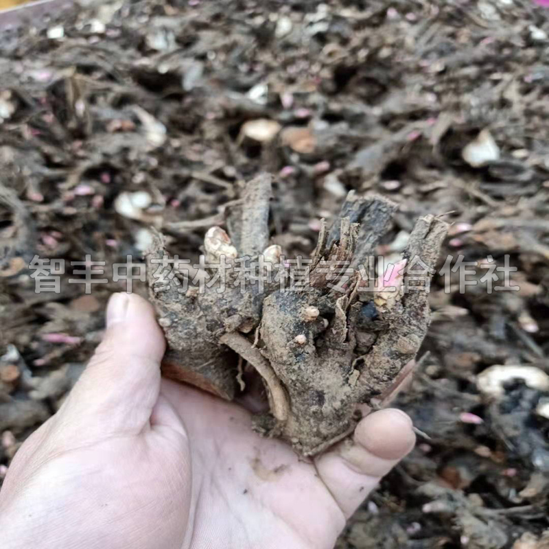 刑崍白芍苗畝投入多少錢、白芍的畝產(chǎn)值是多少【智豐中藥材種植專業(yè)合作社】