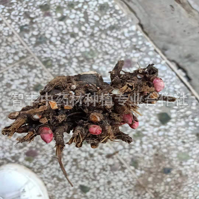 三亞芍藥種一畝能掙多少錢、芍藥芽哪里便宜【智豐中藥材種植專業(yè)合作社】