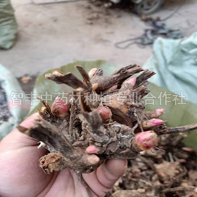 海城芍藥種子育苗需要多少斤種子、芍藥種子的種植時間【智豐中藥材種植專業(yè)合作社】