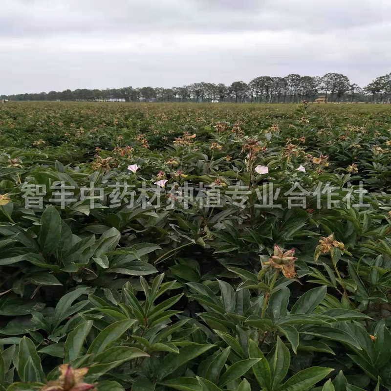 東營(yíng)白芍種植的畝產(chǎn)量、白芍林下套種技術(shù)要點(diǎn)【智豐中藥材種植專業(yè)合作社】