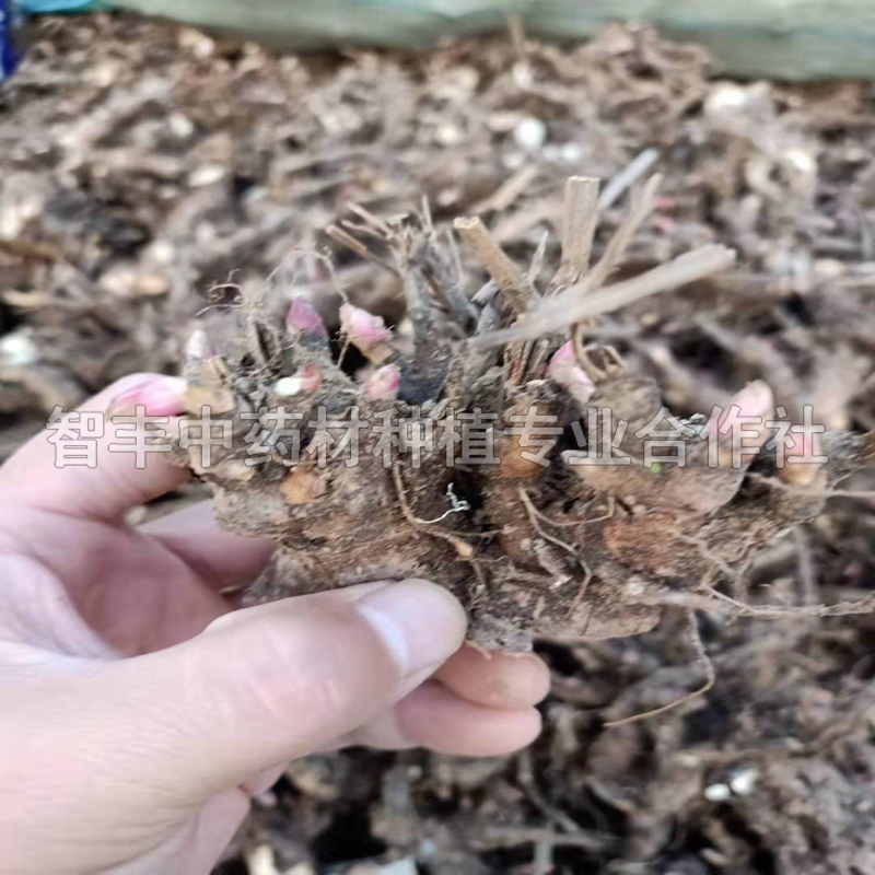 運城芍藥苗每畝種植多少棵、芍藥的收入情況【智豐中藥材種植專業(yè)合作社】