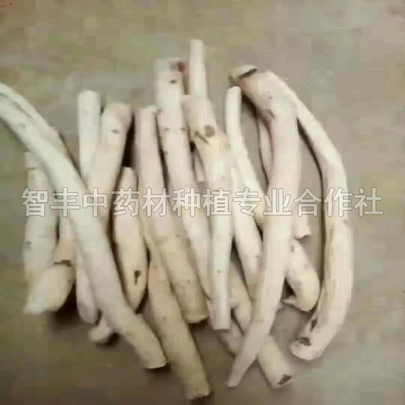 沈陽(yáng)芍藥種植前景、芍藥的抗寒能力怎么樣【智豐中藥材種植專(zhuān)業(yè)合作社】