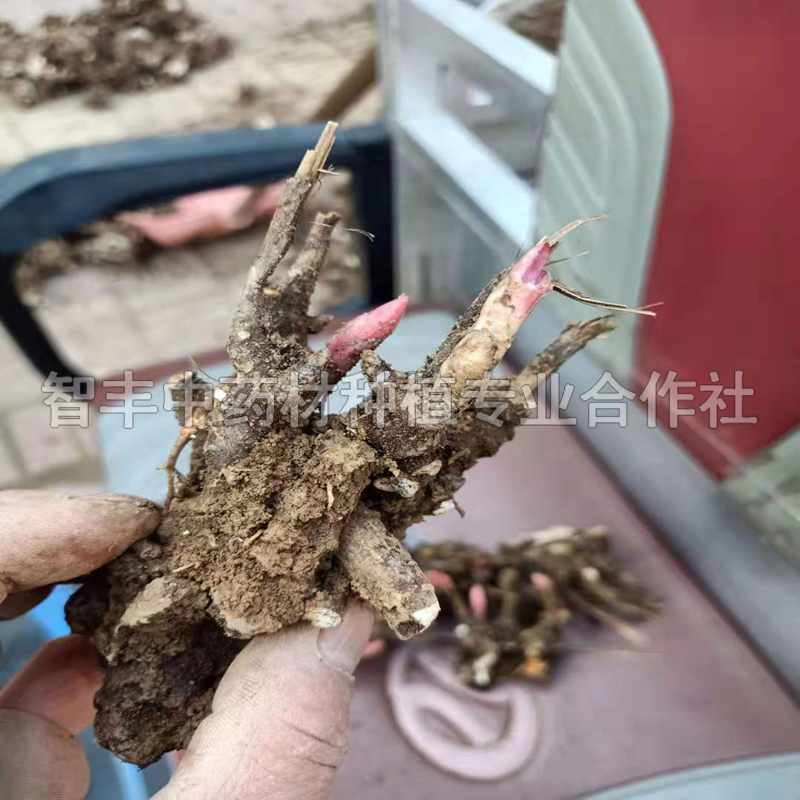 成都白芍種一畝能掙多少錢(qián)、白芍苗價(jià)格【智豐中藥材種植專業(yè)合作社】