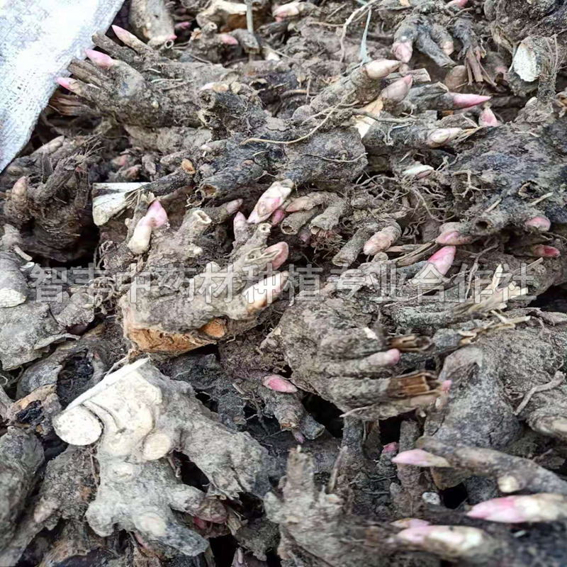 衡水白芍一年苗多少錢棵、白芍種子哪家便宜【智豐中藥材種植專業(yè)合作社】