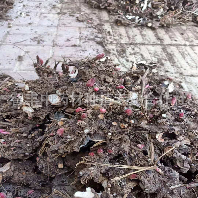 江都白芍種植能掙多少錢、白芍芽畝種植多少棵【智豐中藥材種植專業(yè)合作社】