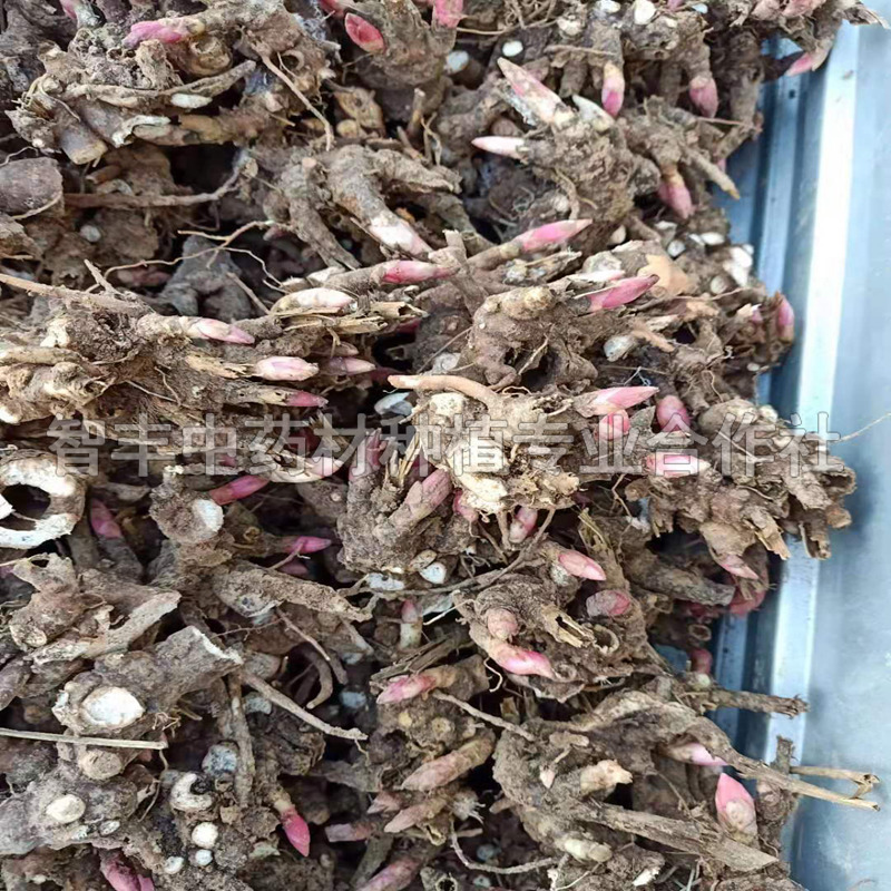 天津白芍苗的抗旱能力怎么樣、白芍種植時(shí)間【智豐中藥材種植專業(yè)合作社】