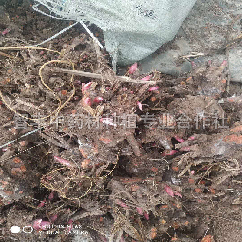鎮(zhèn)江芍藥種苗產(chǎn)地【智豐中藥材種植專業(yè)合作社】