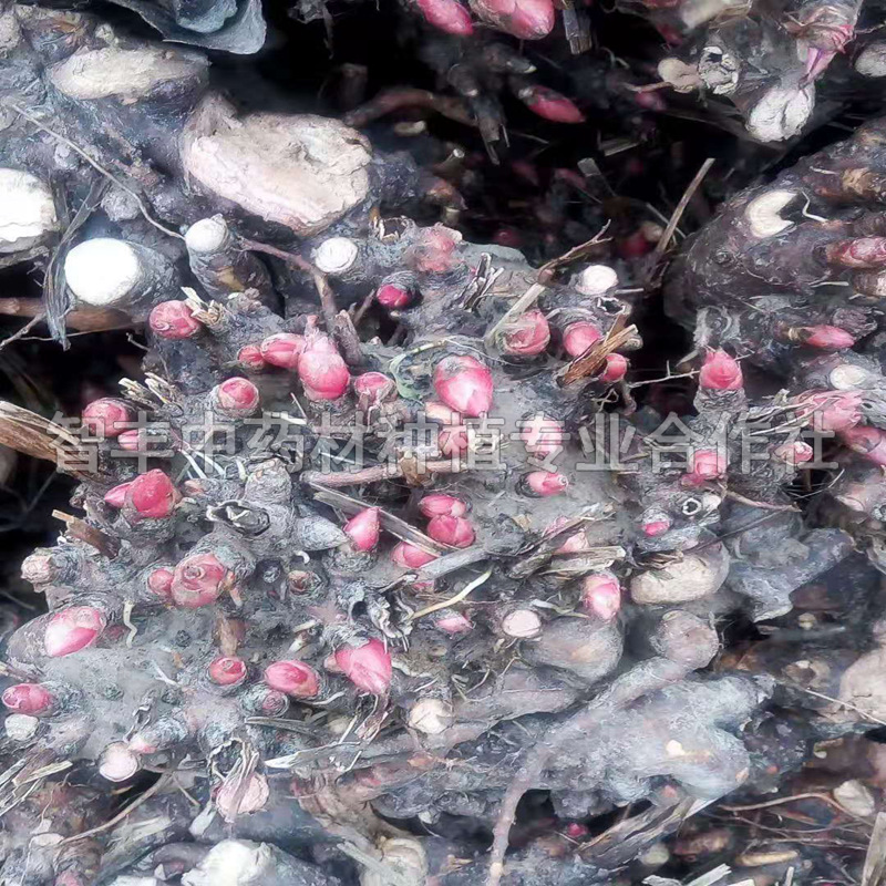 四川芍藥苗哪家便宜、芍藥苗每畝種植多少棵【智豐中藥材種植專業(yè)合作社】