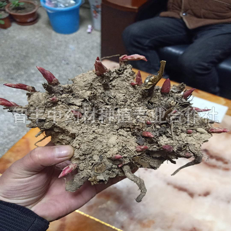 峨嵋芍藥的主要產(chǎn)地是哪里、芍藥芽一公斤多少棵【智豐中藥材種植專(zhuān)業(yè)合作社】