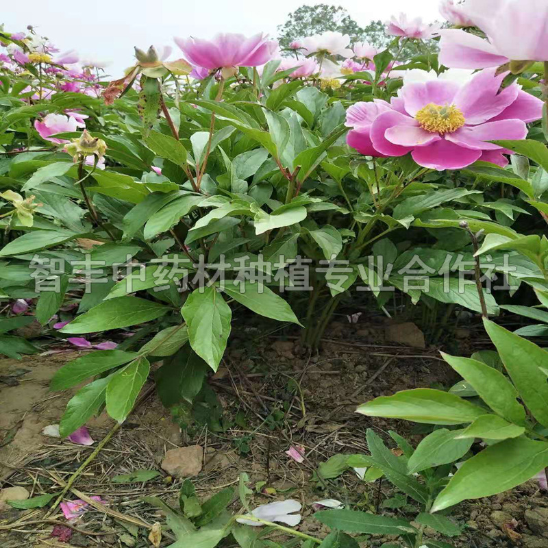 撫順芍藥觀賞芽、芍藥種子育苗時間【智豐中藥材種植專業(yè)合作社】