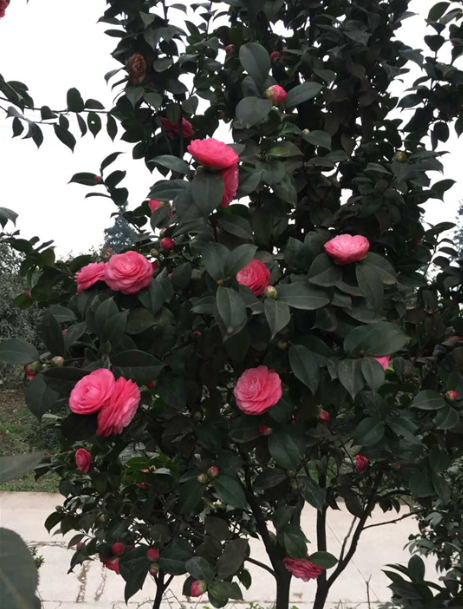 小陽紅報價  小陽紅供應 四川小陽紅