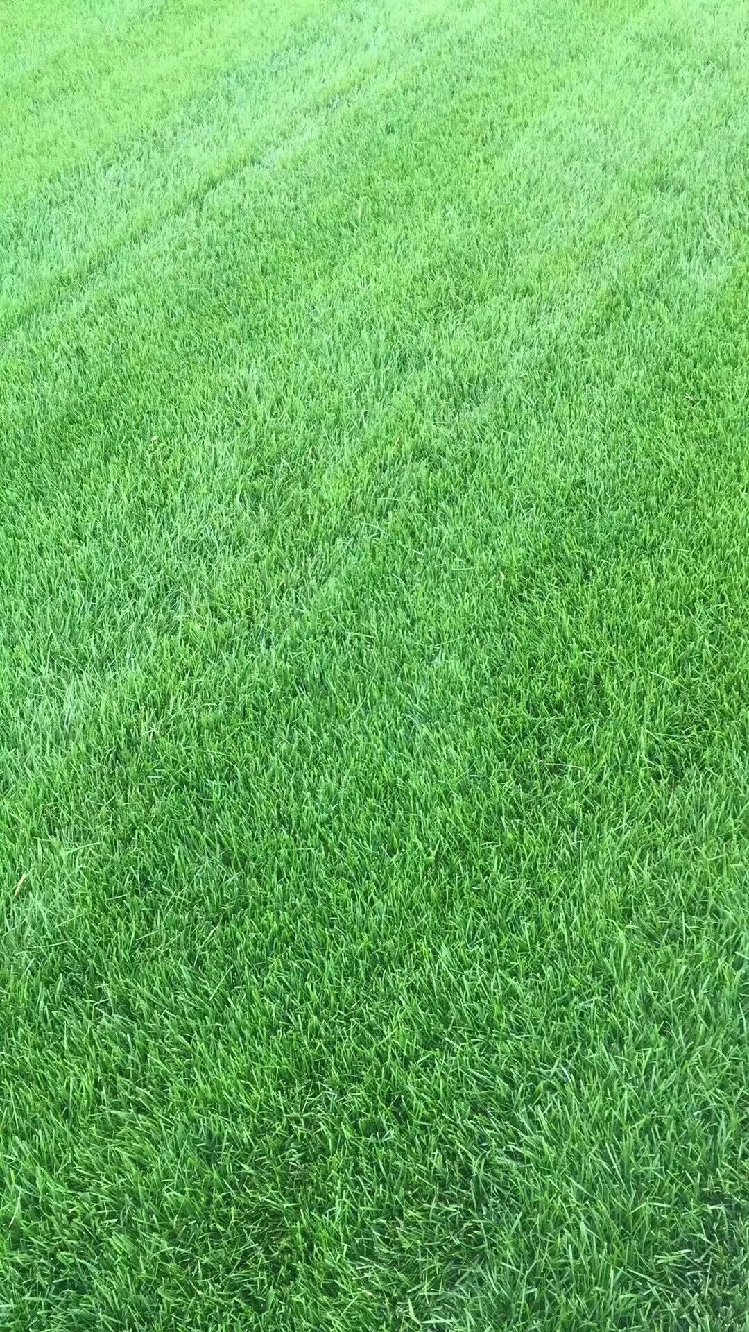 廠家直銷草坪 地毯婚禮戶外草坪 幼兒園運動草坪定制草皮  草坪廠家供應商