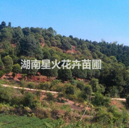 桂花樹價(jià)格   桂花樹廠家 湖南桂花樹