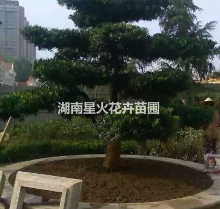 8公分羅漢松哪家好  8公分羅漢松廠家直銷(xiāo) 湖南8公分羅漢松