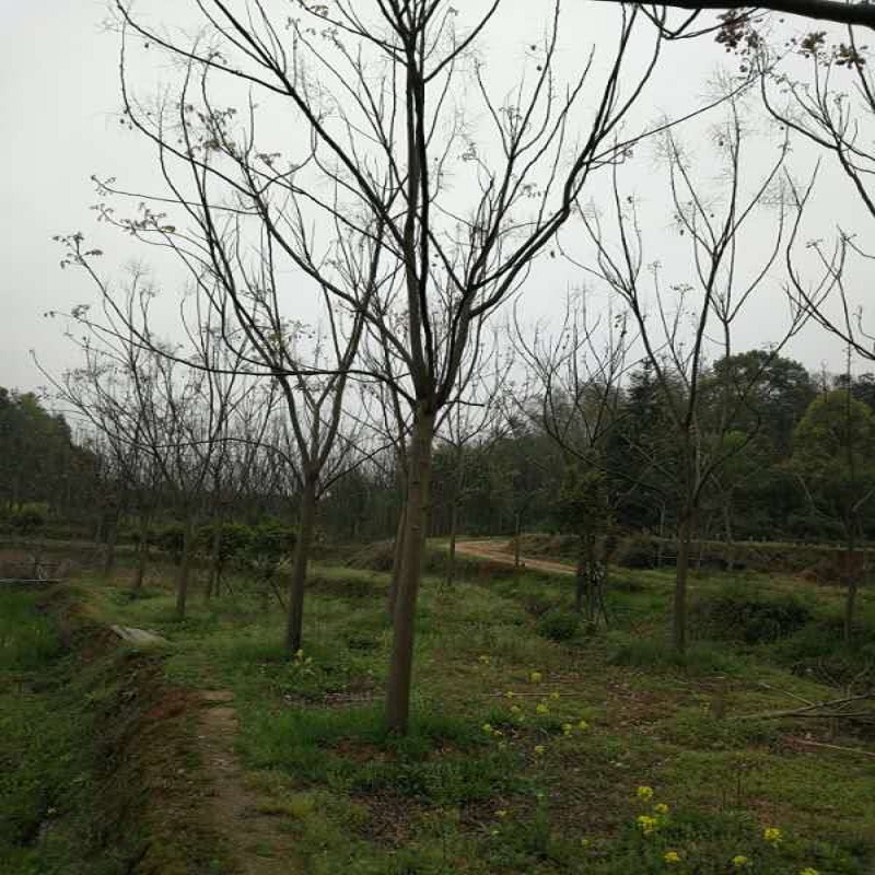 黃山欒樹基地  重慶廣玉蘭價(jià)格