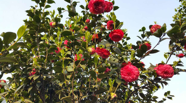 赤丹廠家直銷 赤丹報(bào)價(jià) 四川赤丹