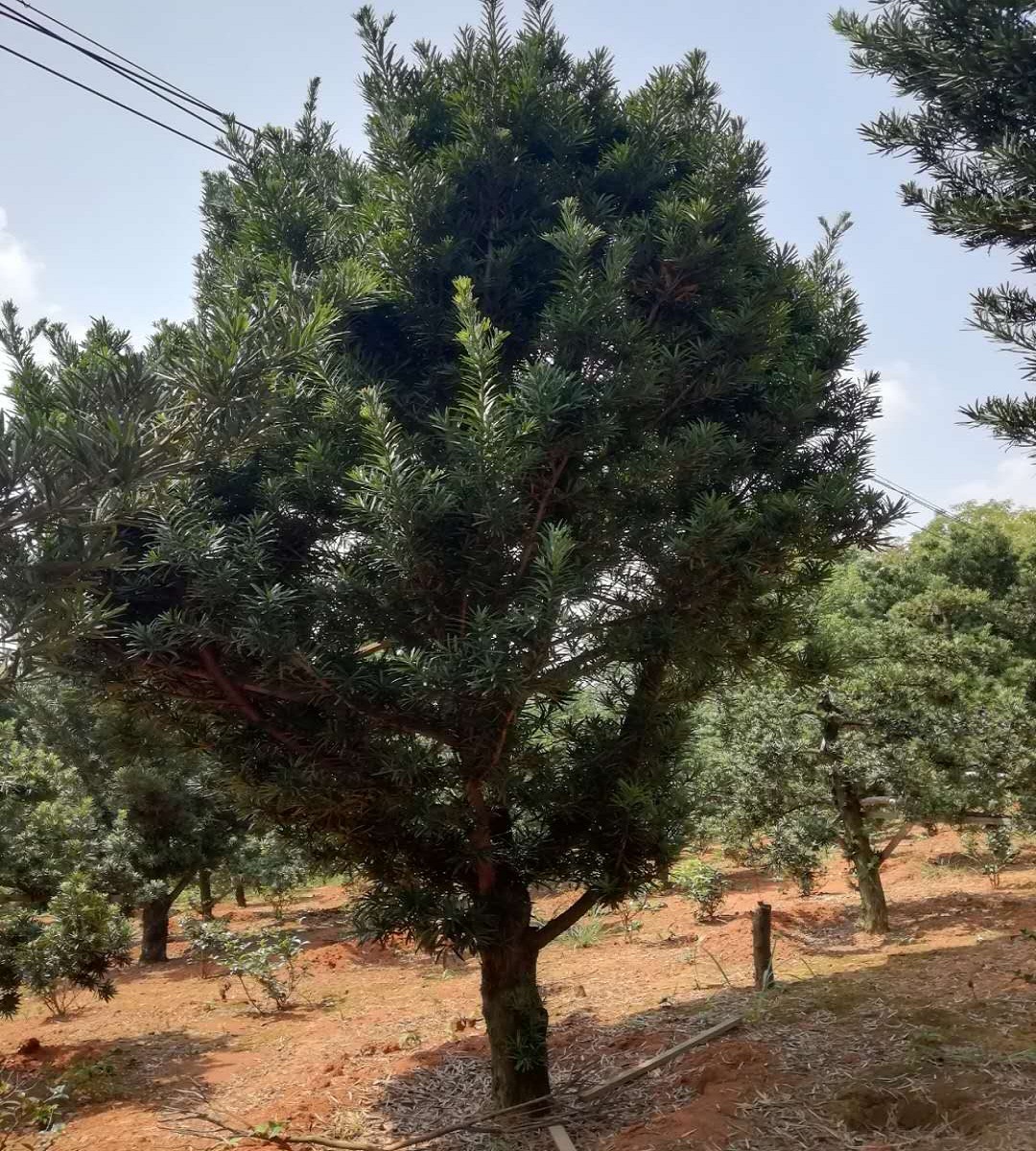 湖南羅漢松電話 羅漢松價格