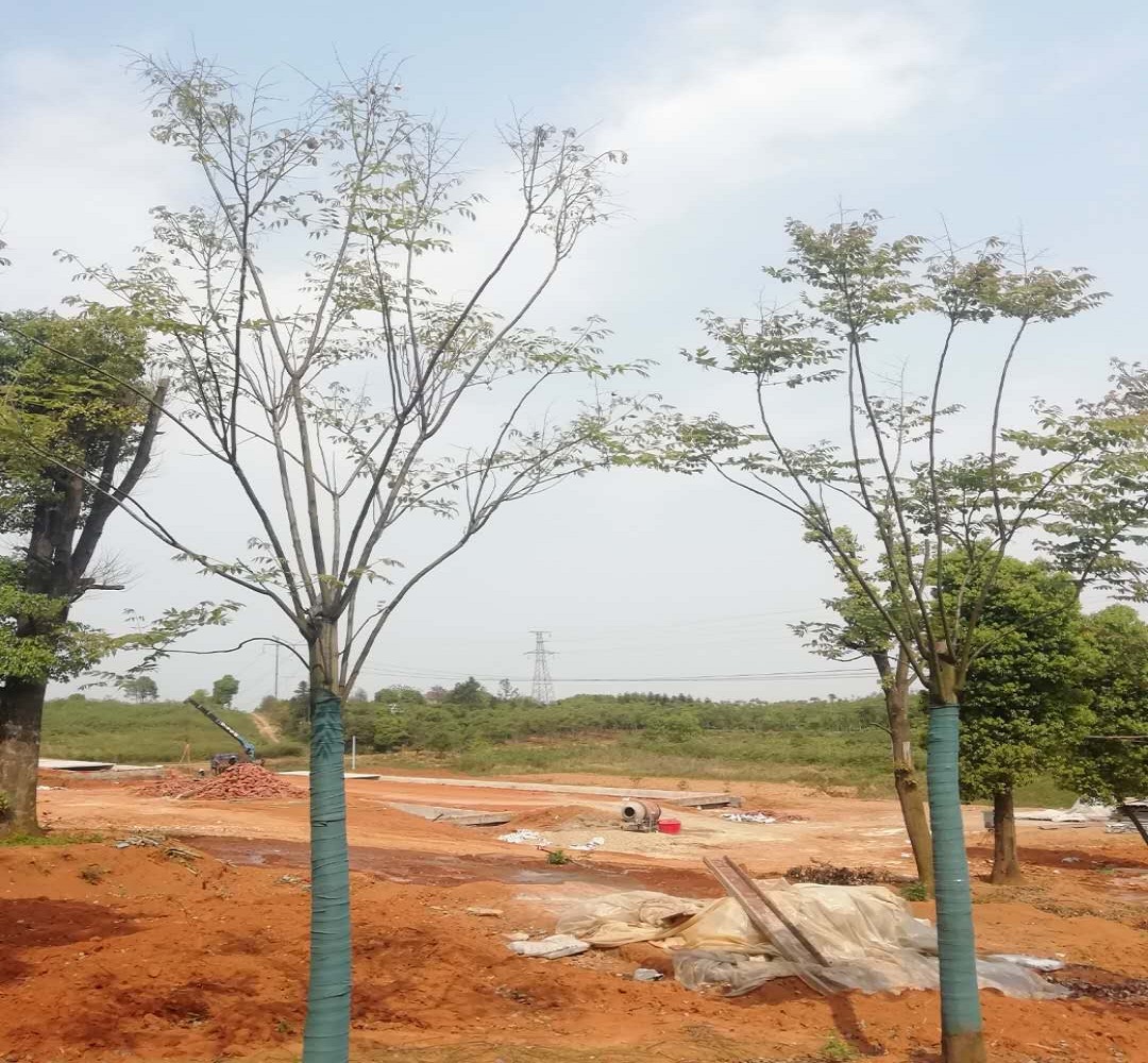 黃山欒樹基地  重慶廣玉蘭價(jià)格