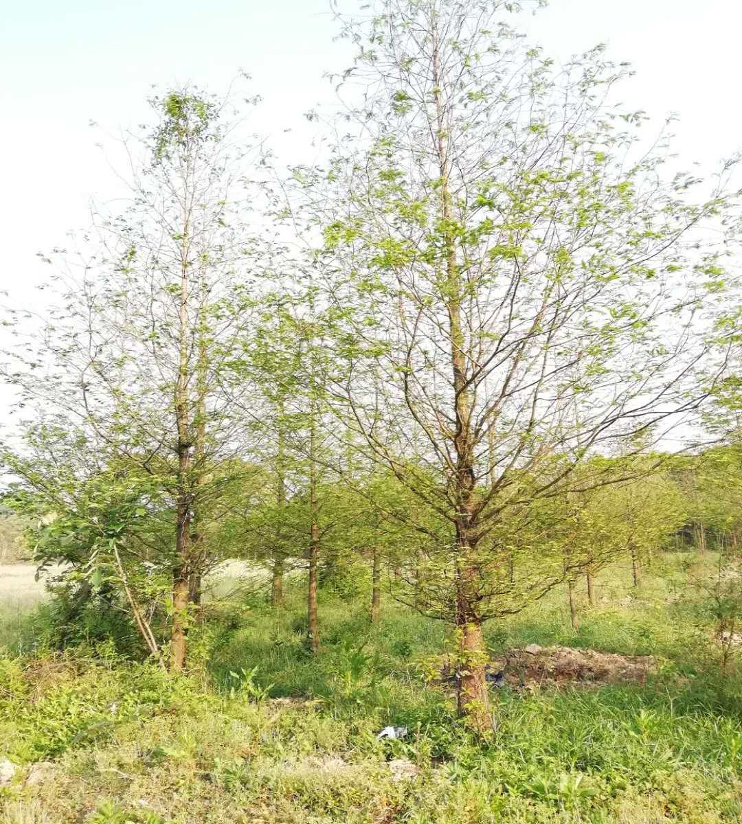 湖南水杉基地 叢生香樟價格