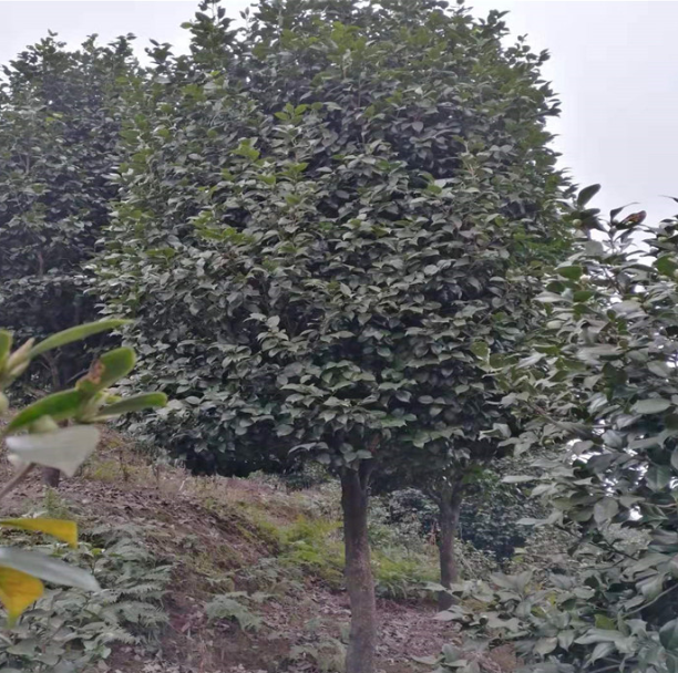 四川大茶花廠家直銷  四川大茶花供應 四川大茶花