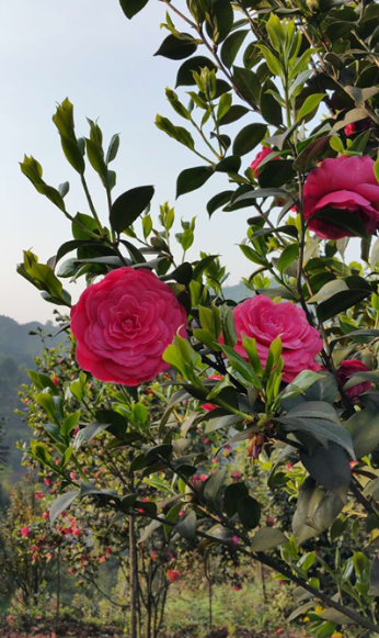 高縣茶花價(jià)格 高縣茶花供應(yīng) 四川高縣茶花