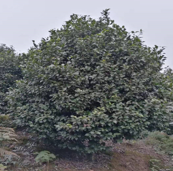 七星芙蓉價格  七星芙蓉哪家好 四川七星芙蓉