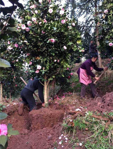 童子面廠家直銷  童子面報(bào)價(jià) 四川童子面