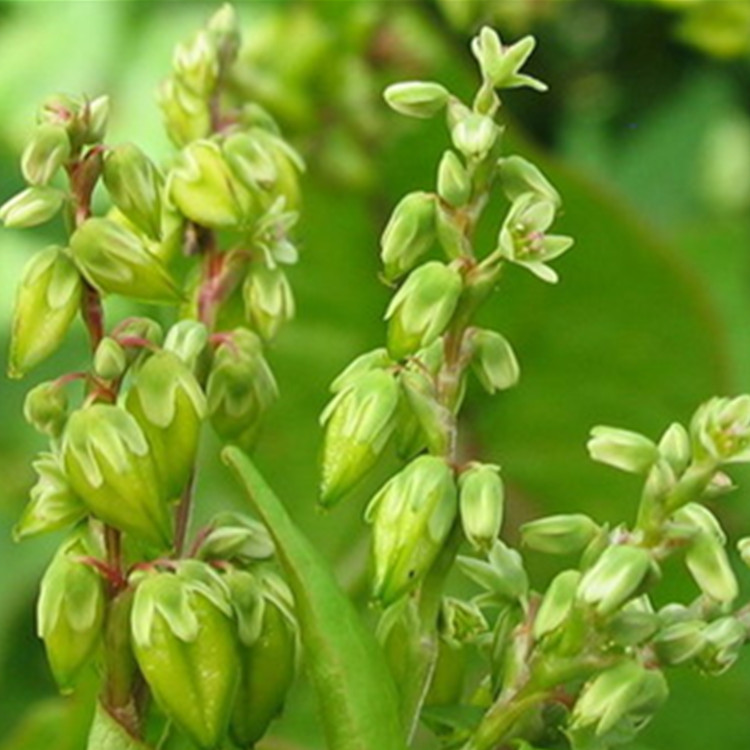苦蕎提取物 苦蕎黃酮30%-70% 陜西中鑫生物