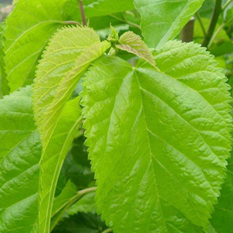 桑葉提取物 桑葉DNJ5% 桑葉比例提取物