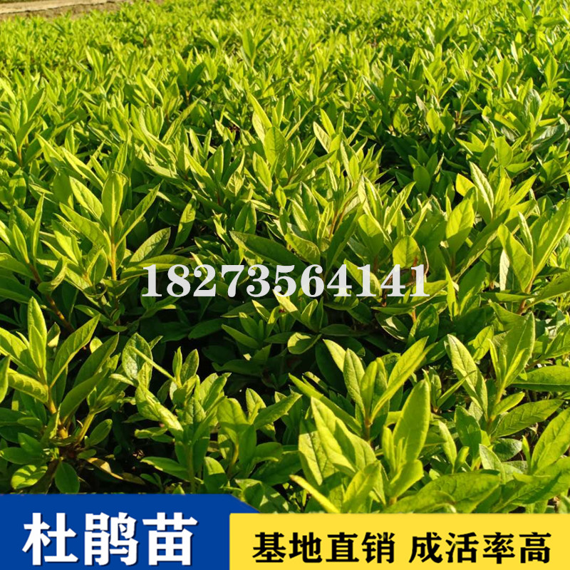 湖南優(yōu)質(zhì)*花小苗基地直銷，湖南哪里有*花小苗批發(fā)出售，湖南*花小苗報價/價格/價錢