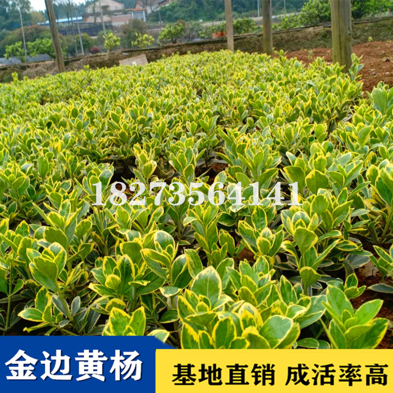 專業(yè)栽培金邊黃楊小苗種植基地，株洲哪里有金邊黃楊小苗批發(fā)出售，株洲金邊黃楊小苗供應(yīng)商/供貨商