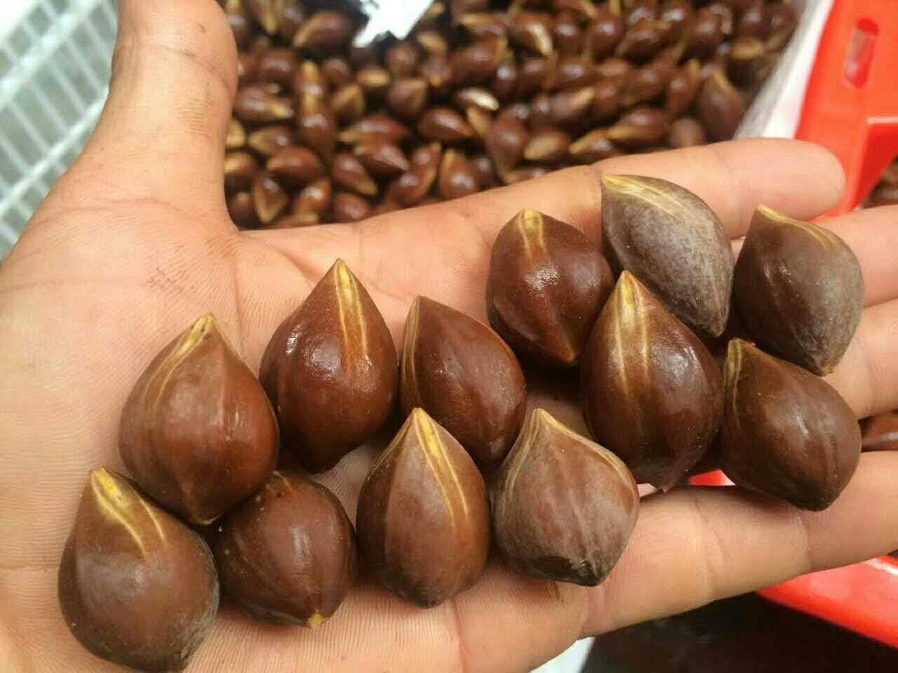 銷售羅定烏欖苗工藝欖苗