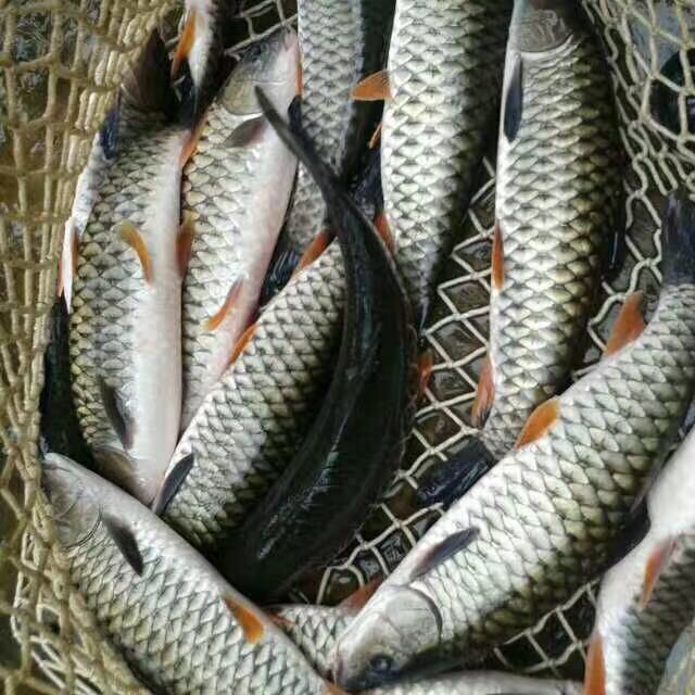 草竹皖魚苗批發(fā)