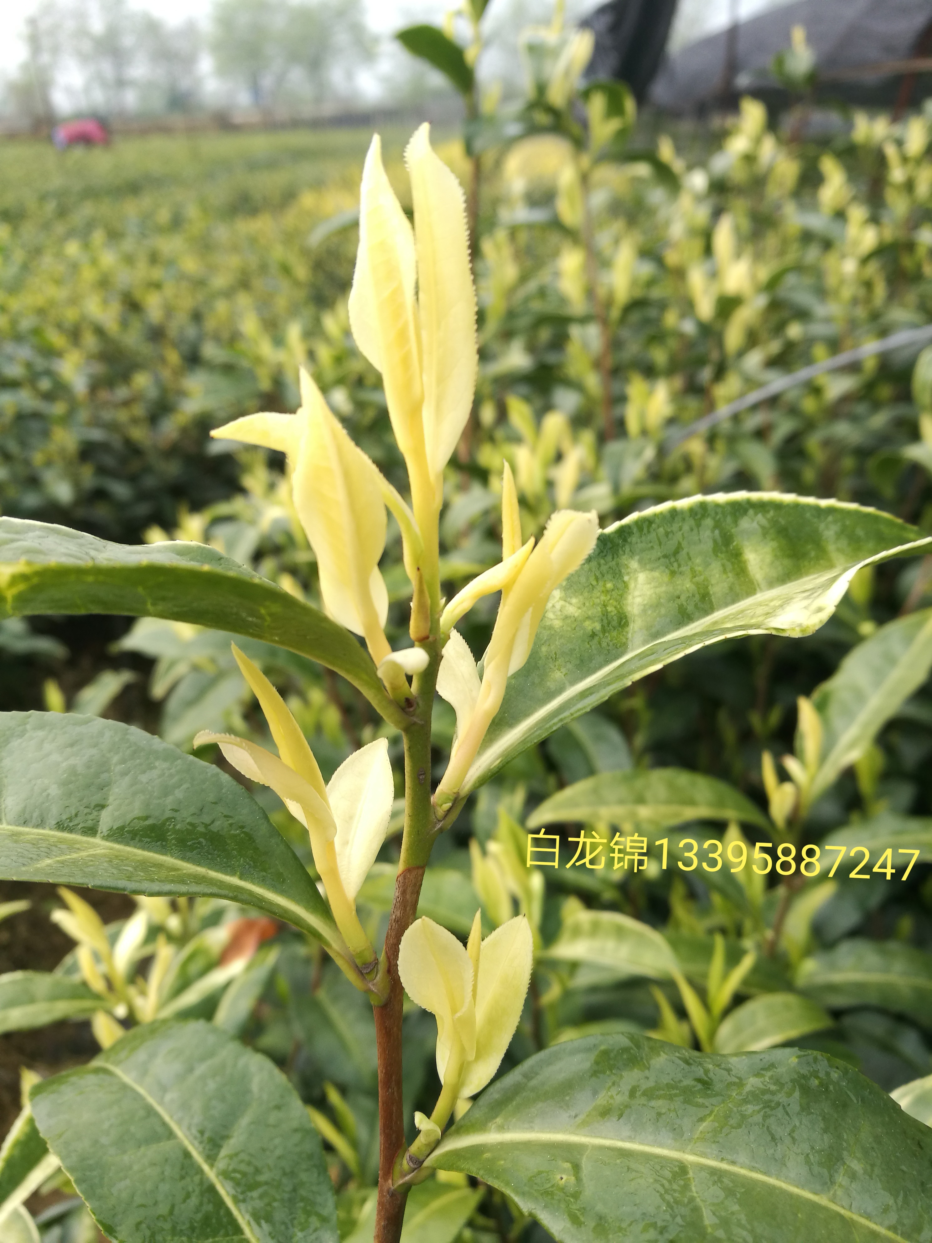 麗水松陽優(yōu)質(zhì)新品白龍井茶苗種植基地直銷價(jià)格
