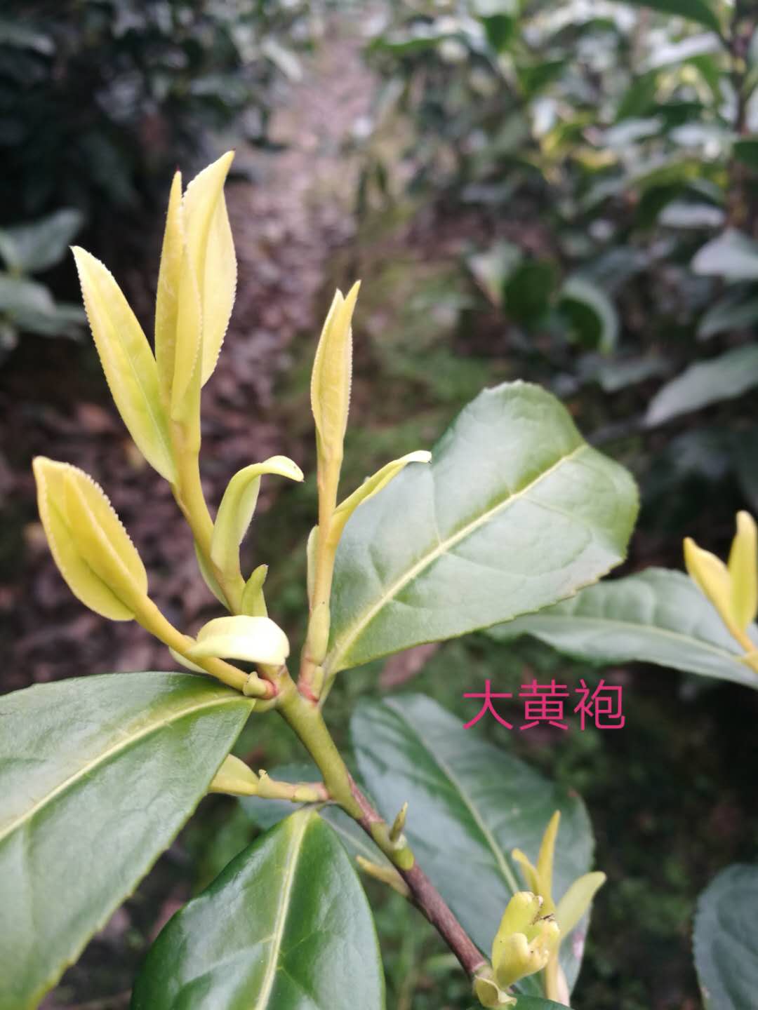麗水松陽新品種大黃袍茶苗種植基地直銷價格