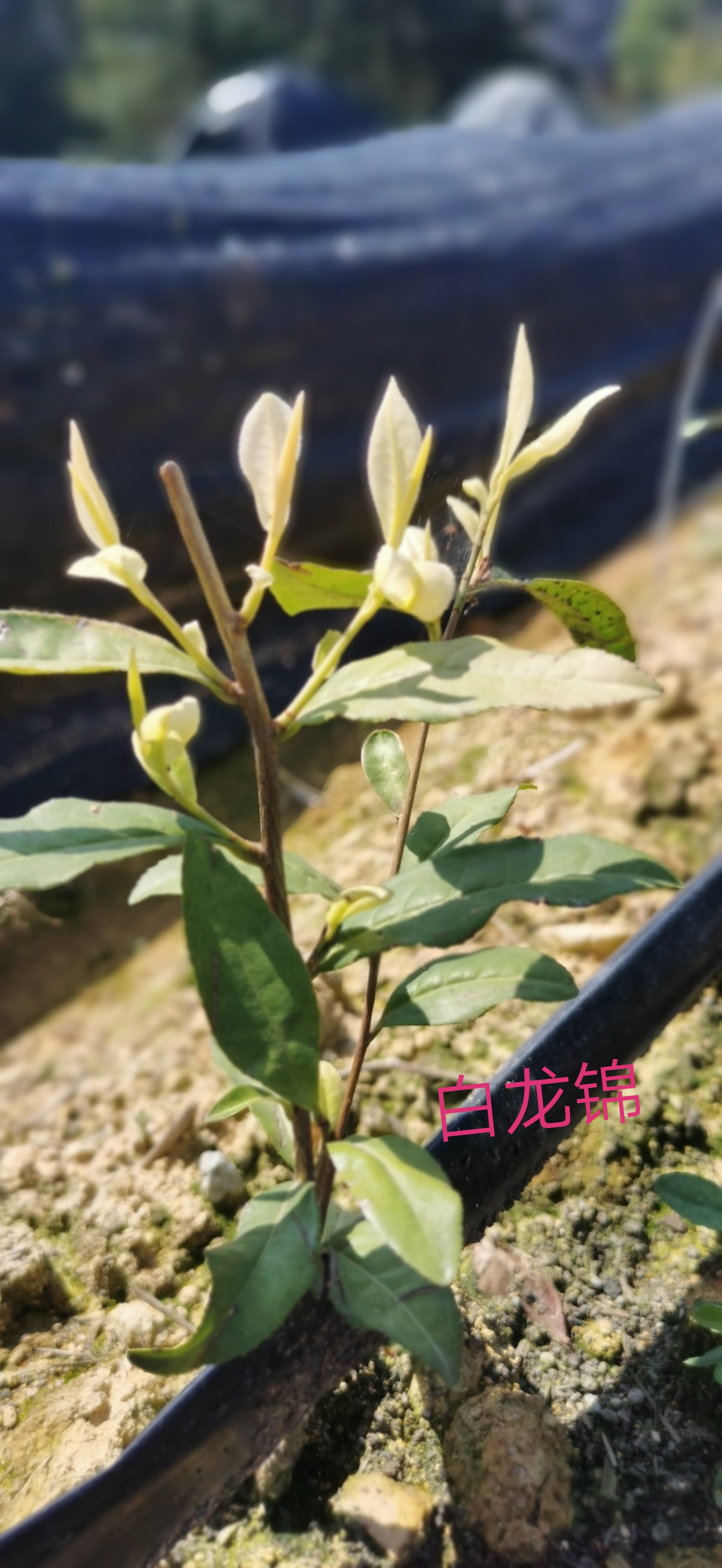 麗水松陽優(yōu)質(zhì)新品白龍井茶苗種植基地直銷價(jià)格