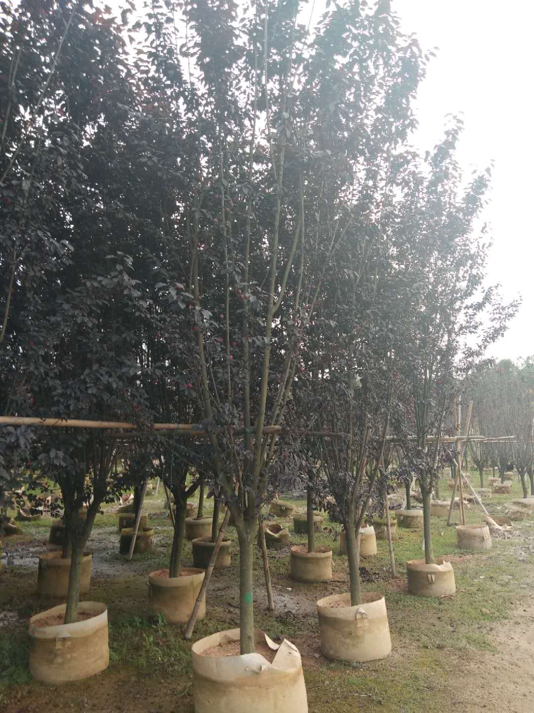 福建紫葉李供應(yīng)批發(fā)報(bào)價(jià)現(xiàn)貨咨詢電話