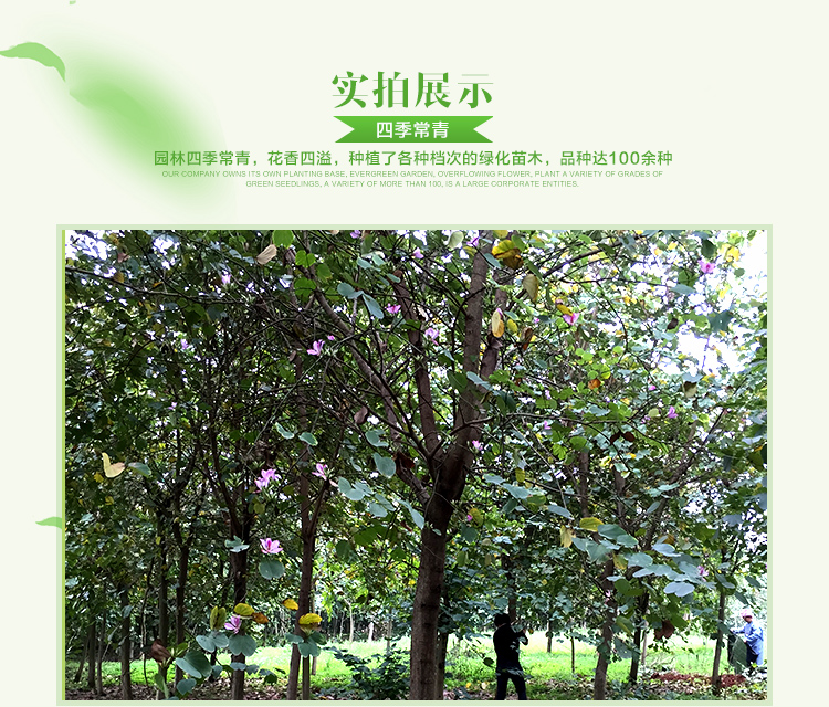廣西宮粉紫荊基地，價格，基地直銷，批發(fā)