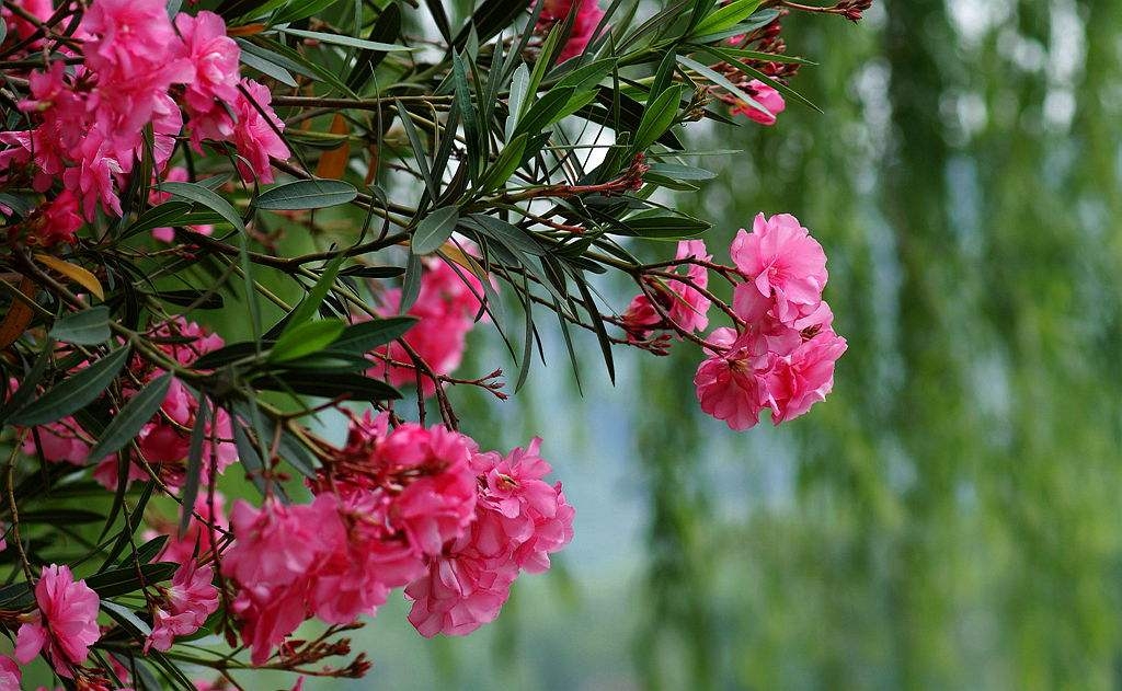 廣西柳州紅花多支夾竹桃基地，10-20公分紅花多支夾竹桃價格，基地直銷，批發(fā)【柳城縣東泉鎮(zhèn)永翔種養(yǎng)專業(yè)合作社】