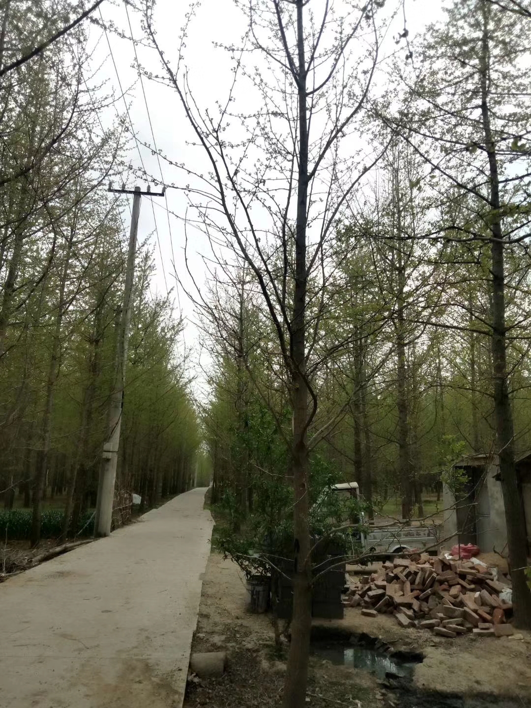 邳州占地銀杏樹基地-大量供應(yīng)2-35公分銀杏樹價格-批發(fā)-直銷報價【恒豐銀杏苗木合作社】