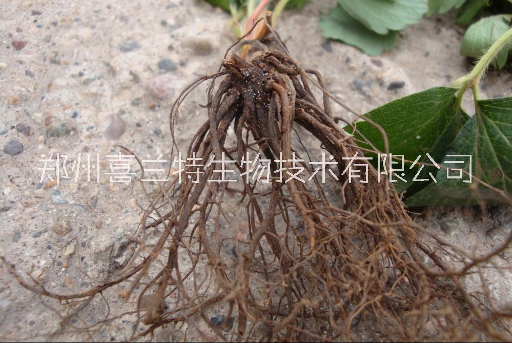 喜百農(nóng)根腐密碼藥肥 草莓根腐病*藥肥 草莓死苗爛根防治藥劑