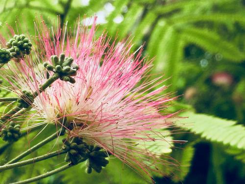 浙江紹興合歡 紹興合歡種植基地 紹興合歡批發(fā)價格 紹興合歡銷售電話 紹興合歡優(yōu)質(zhì)供應(yīng)商 紹興合歡全國供應(yīng) 合歡
