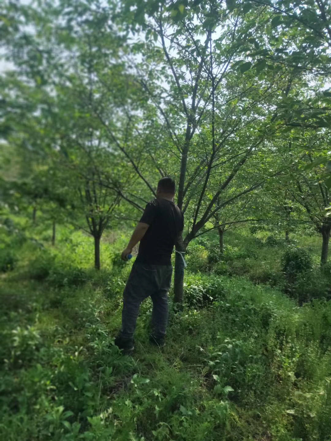 染井吉野是什么？ 東京櫻花大型基地直銷價格