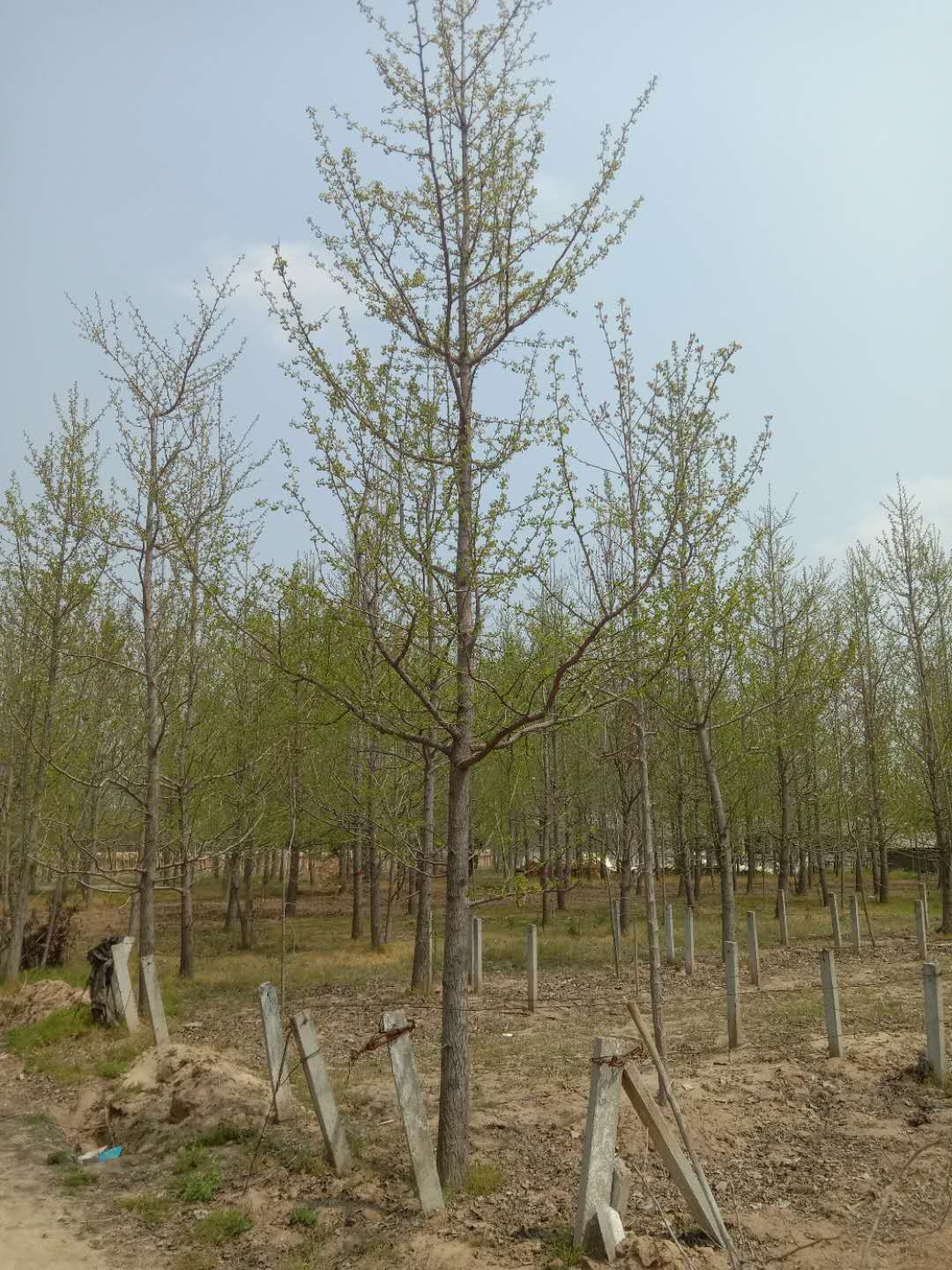 邳州銀杏樹基地-價格-批發(fā)-直銷報價【恒豐銀杏苗木合作社】