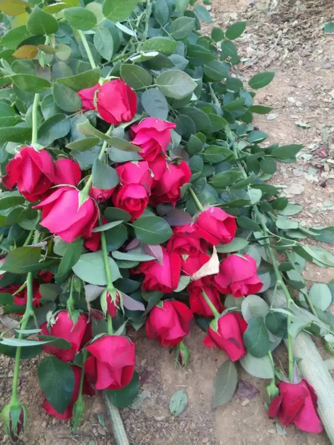 卡羅拉玫瑰苗供應(yīng)商 卡羅拉玫瑰苗價(jià)格 云南卡羅拉玫瑰苗