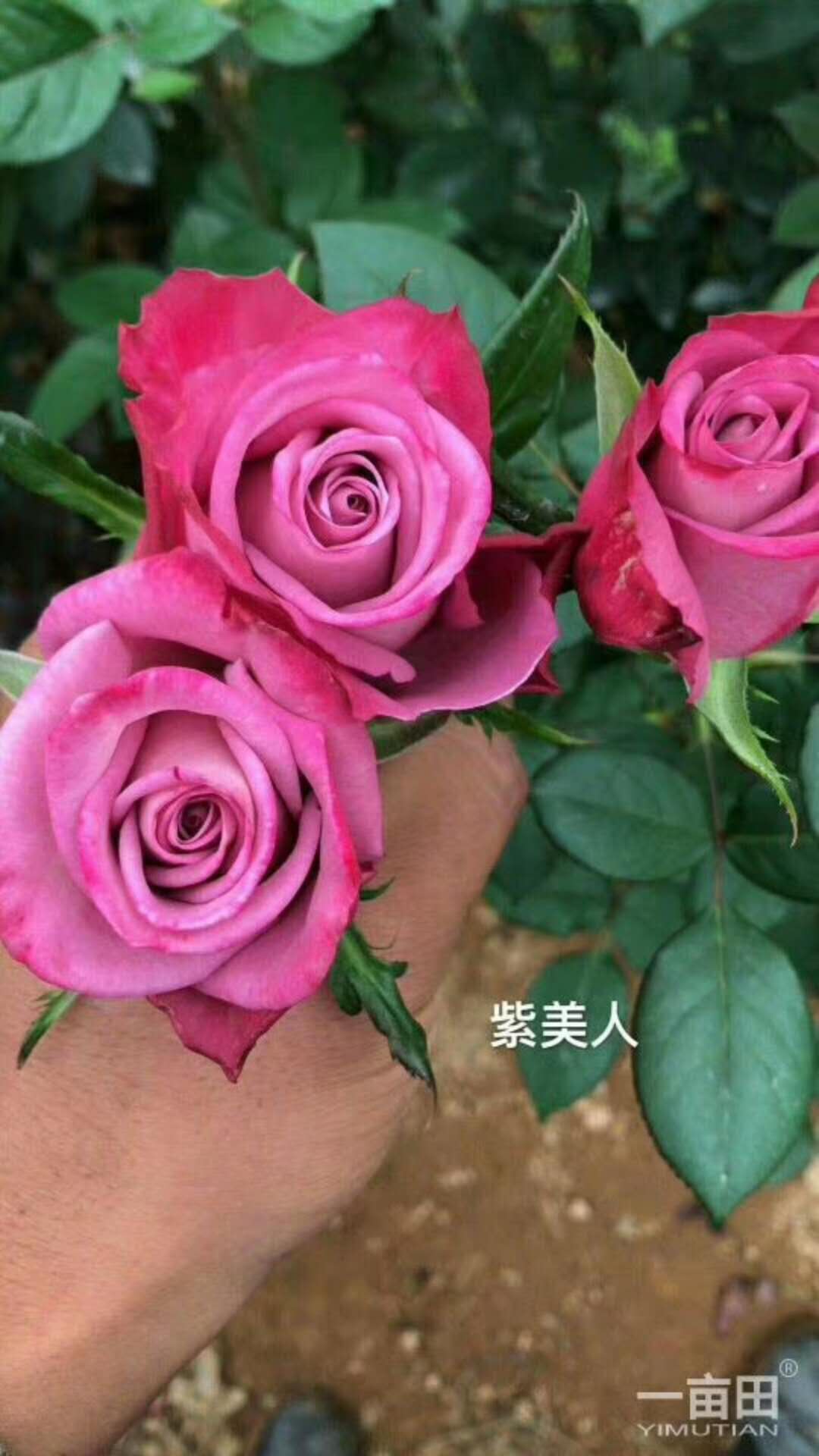 紫美人玫瑰苗廠家 紫美人玫瑰苗哪家好 云南紫美人玫瑰苗