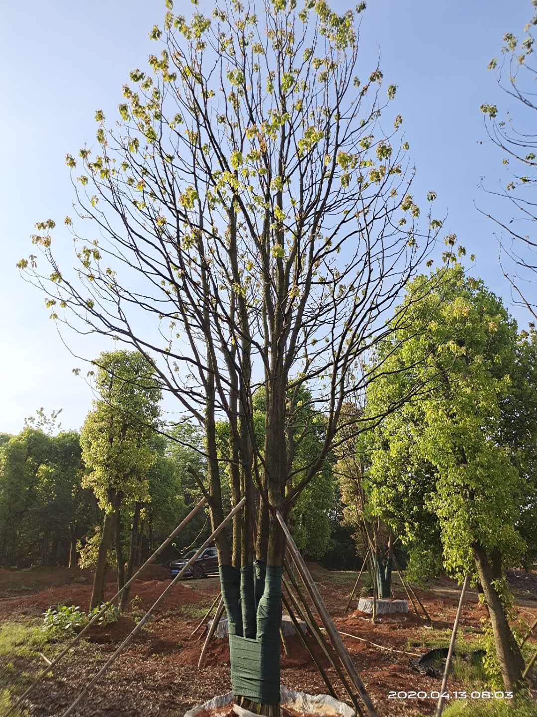 湖南樟木生產(chǎn)基地/種植培育/批發(fā)【湖南益盛苗木合作社】
