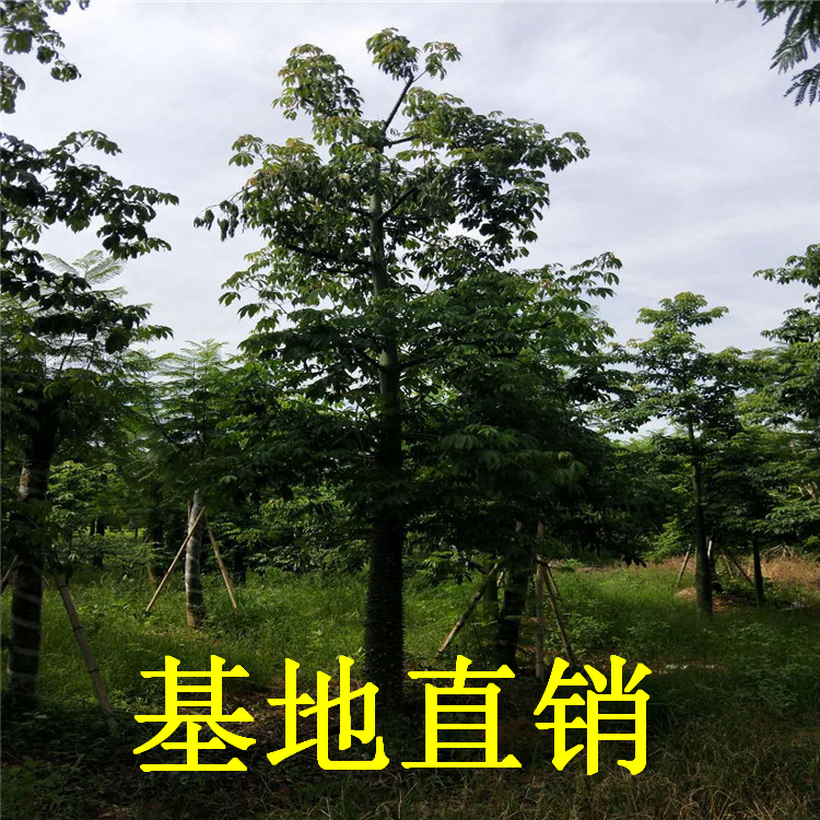 美麗異木棉批發(fā) 產(chǎn)地報(bào)價(jià)